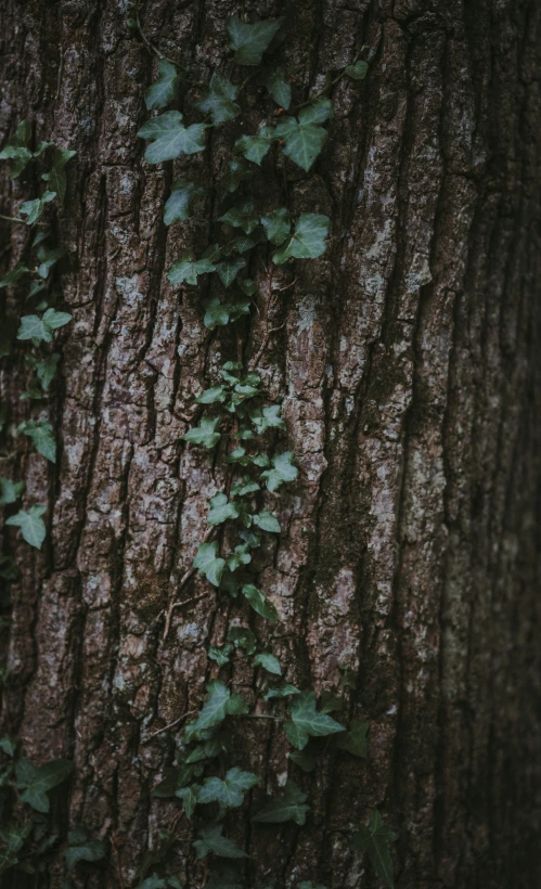 vines climbing up and down a tree trunk