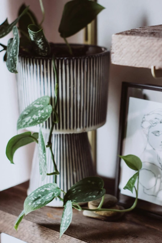 a couple of plants sitting next to two pictures on a mantle