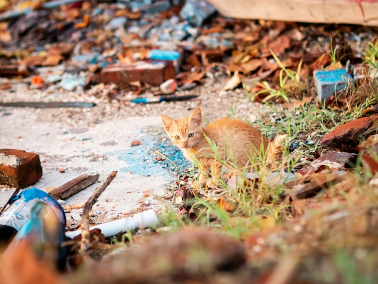an orange cat standing in front of some trash and a pair of blue shoes