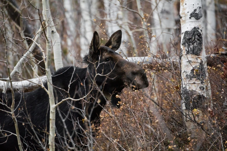 a moose looking at camera with the woods behind him