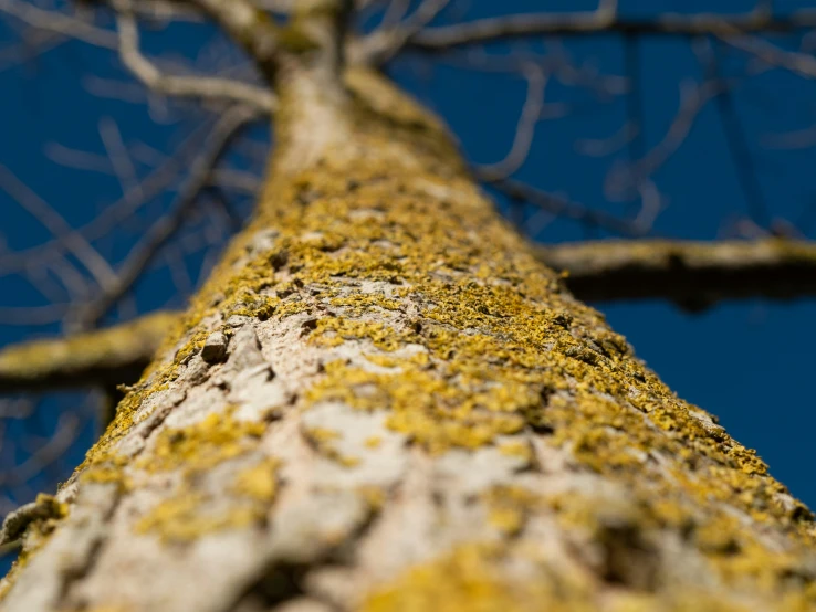 the top view of a tall tree with moss growing on it