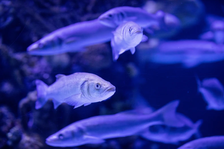group of fish moving in formation in an aquarium