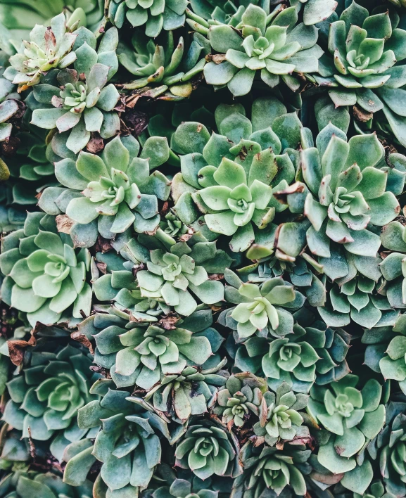 large green plant growing next to each other