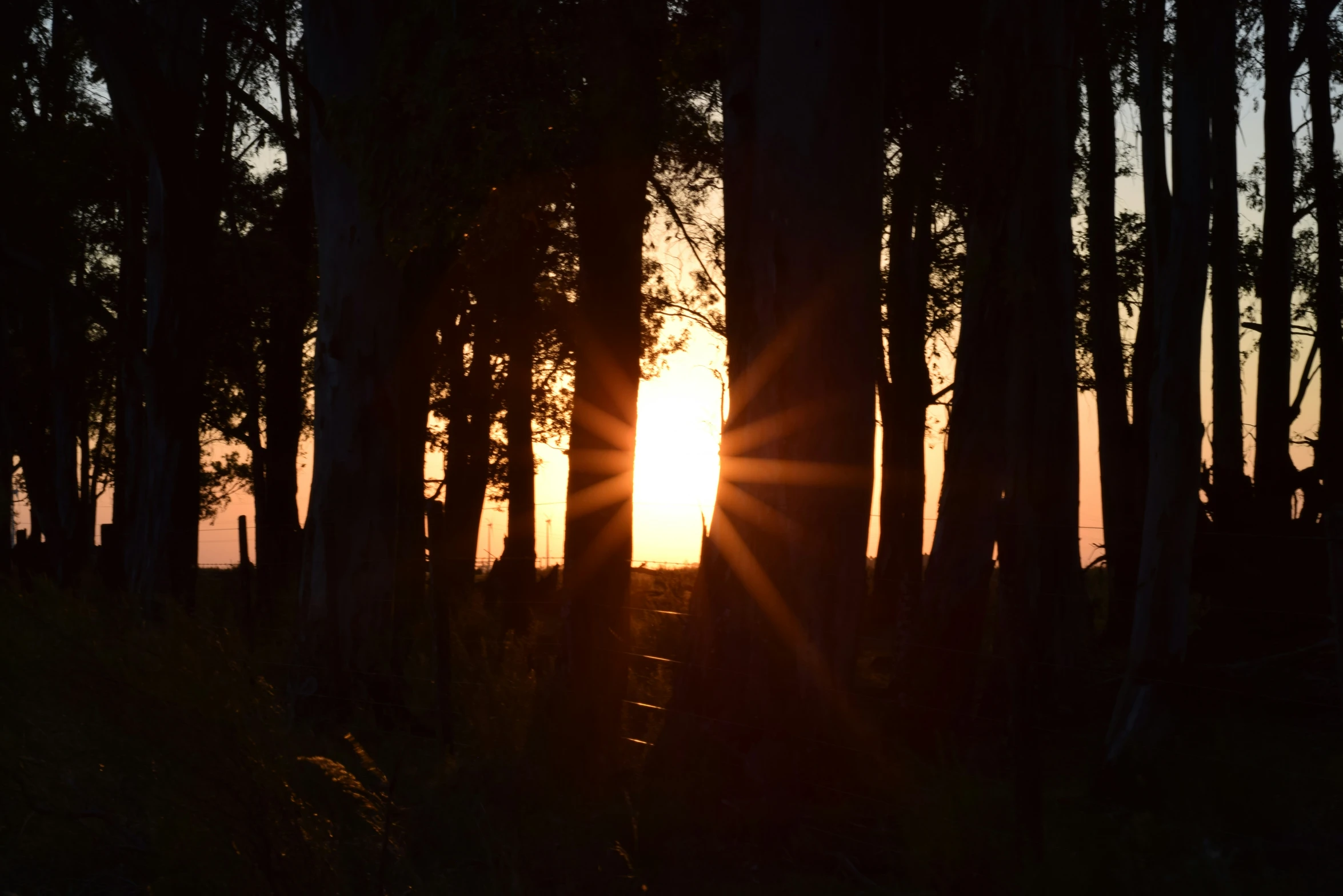 the sun is setting in the background and trees in front