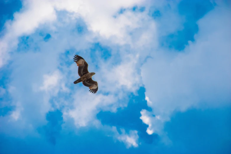 there is a bird flying in the blue sky