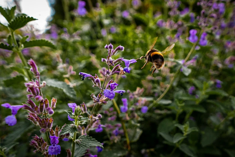 a bee sitting on top of some purple flowers