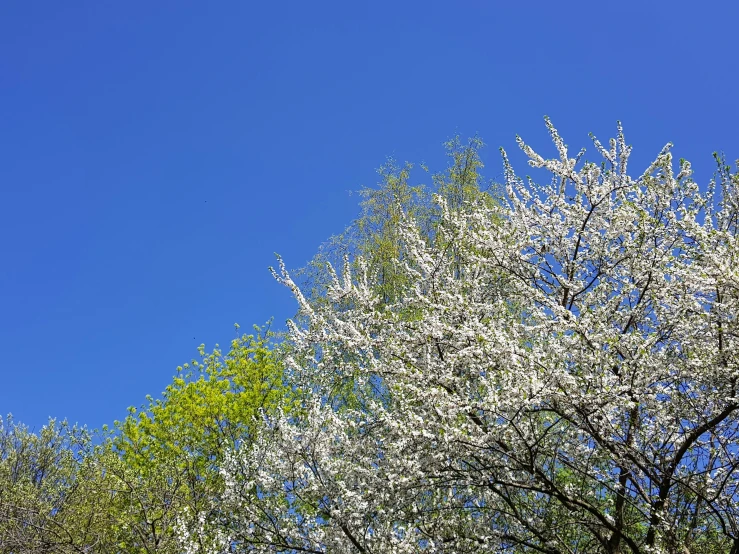 a tree in bloom and a clear blue sky