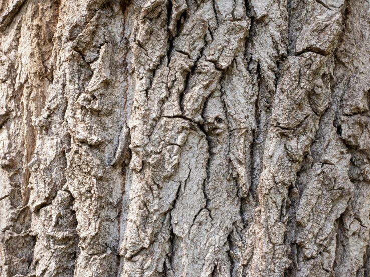 the bark of a large tree is brown