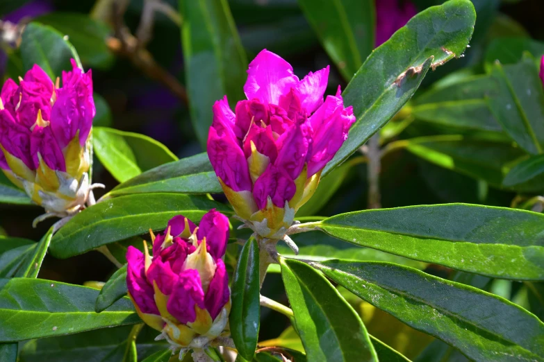 some red flowers growing on top of green leaves