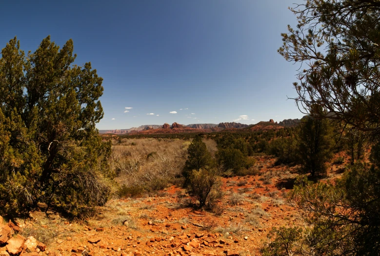 a couple of trees that are sitting in the dirt