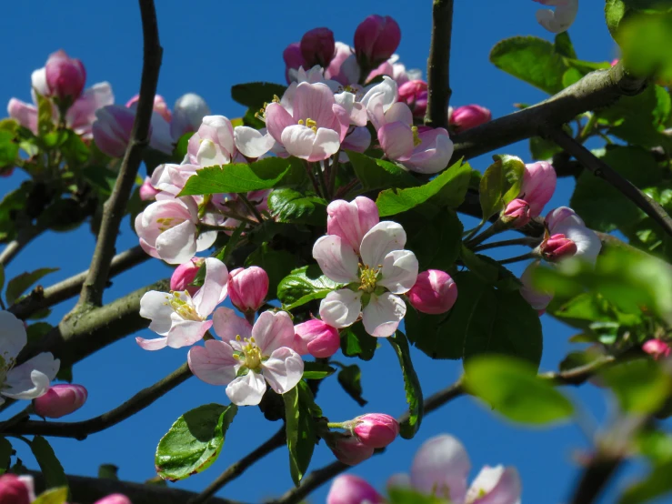 small white and pink flowers against a blue sky