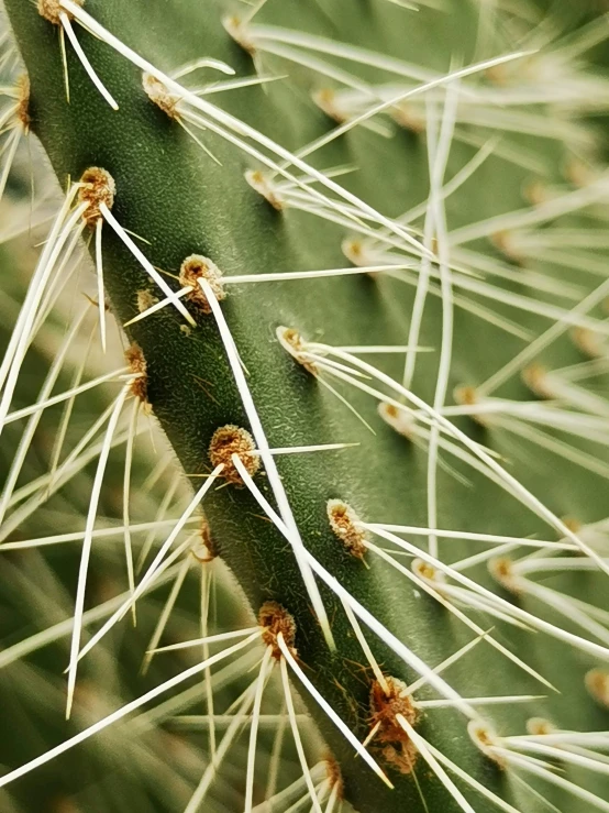 the closeup of some plants in a desert