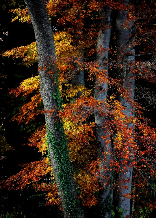 this is an image of an autumn forest