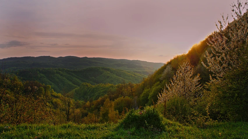 trees in a meadow near some mountains