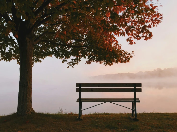 the lone bench beneath the tree on the hill overlooking the water