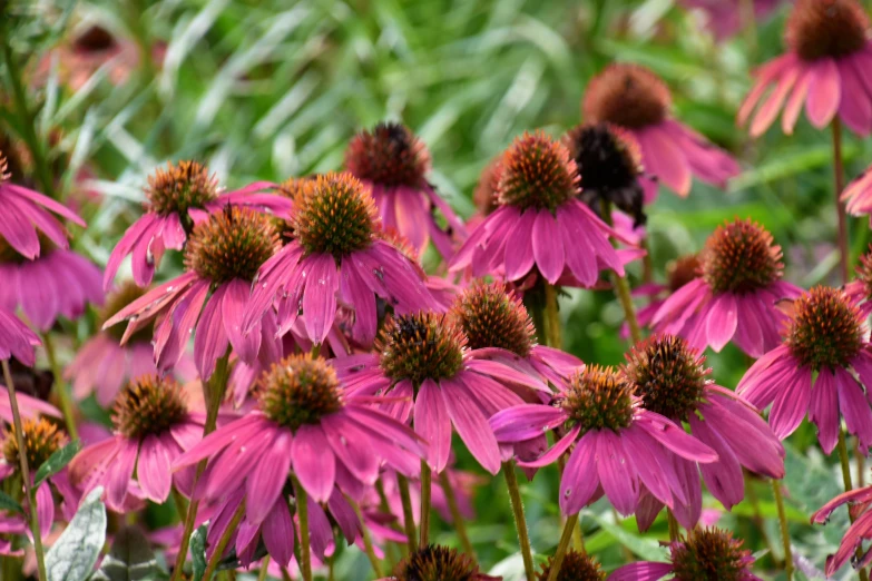 purple flowers on green leaves next to water