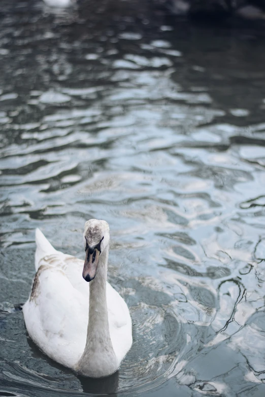 a white swan swims in the middle of some water