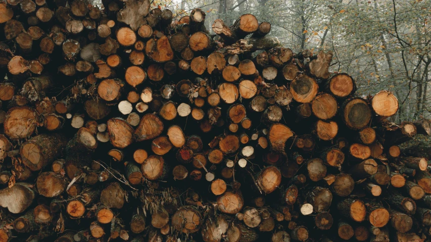 a large pile of cut up logs on the ground