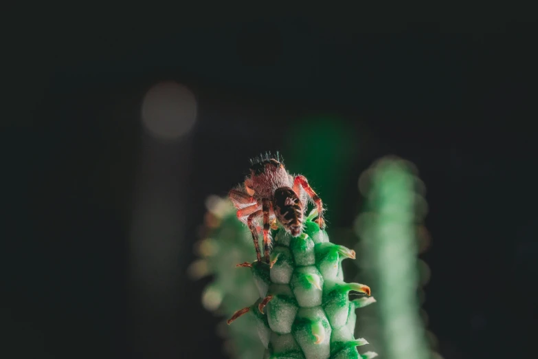 a picture of a fruit fly on a green stalk
