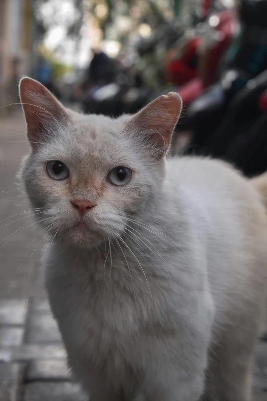 an image of a cat on the street