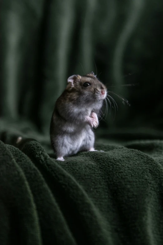 a little hamster standing on its hind legs in front of the camera