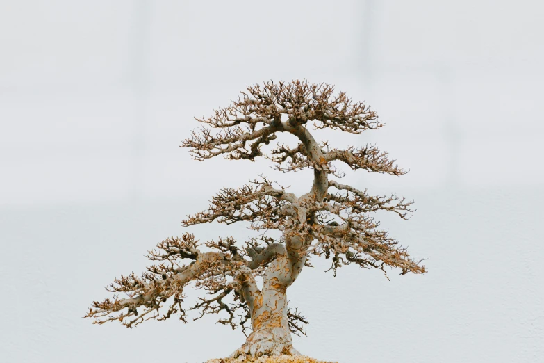 a bonsai tree is shown on the white surface
