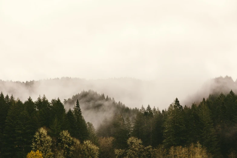 a picture of the forest, the fog has already settled