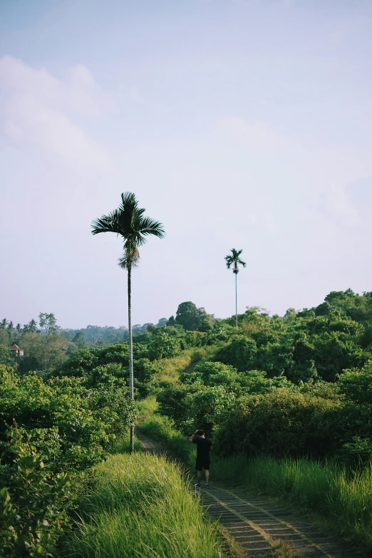 some very tall trees by a dirt road