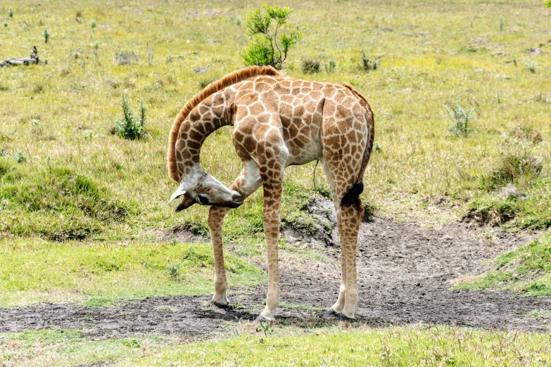 a giraffe eating grass on the ground with its head in it's mouth