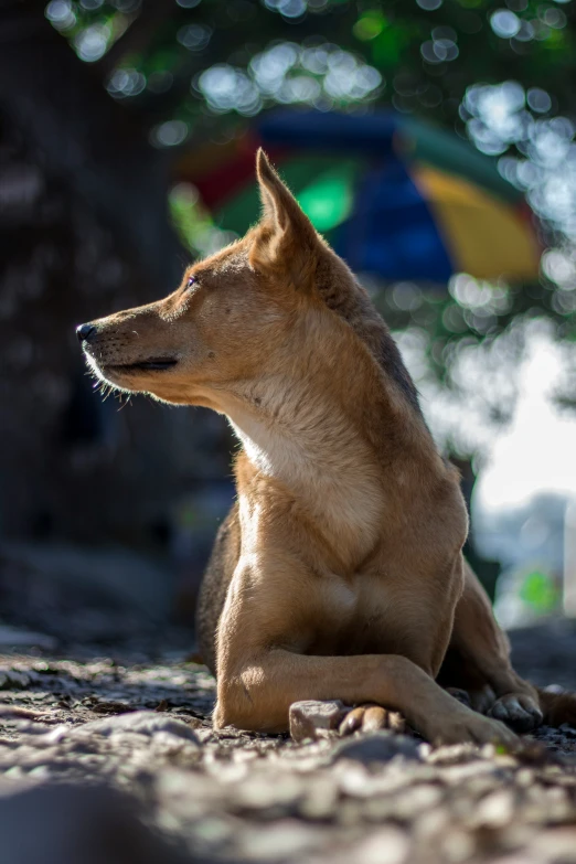 a dog is sitting under a tree with a blue umbrella in the background