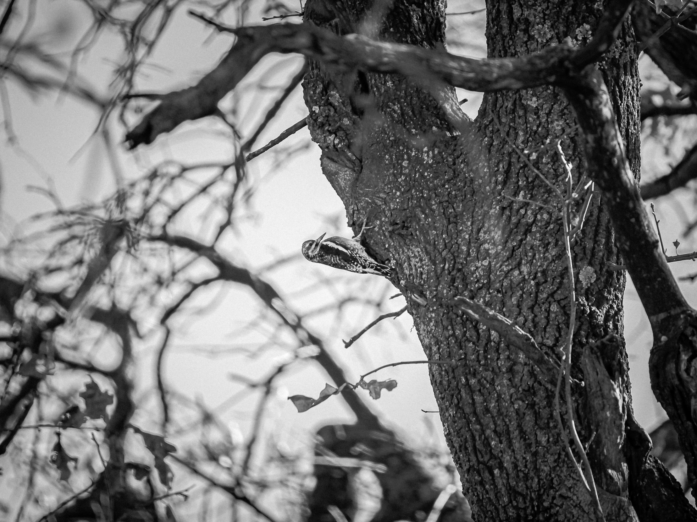 bird sitting in the top of the tree in black and white