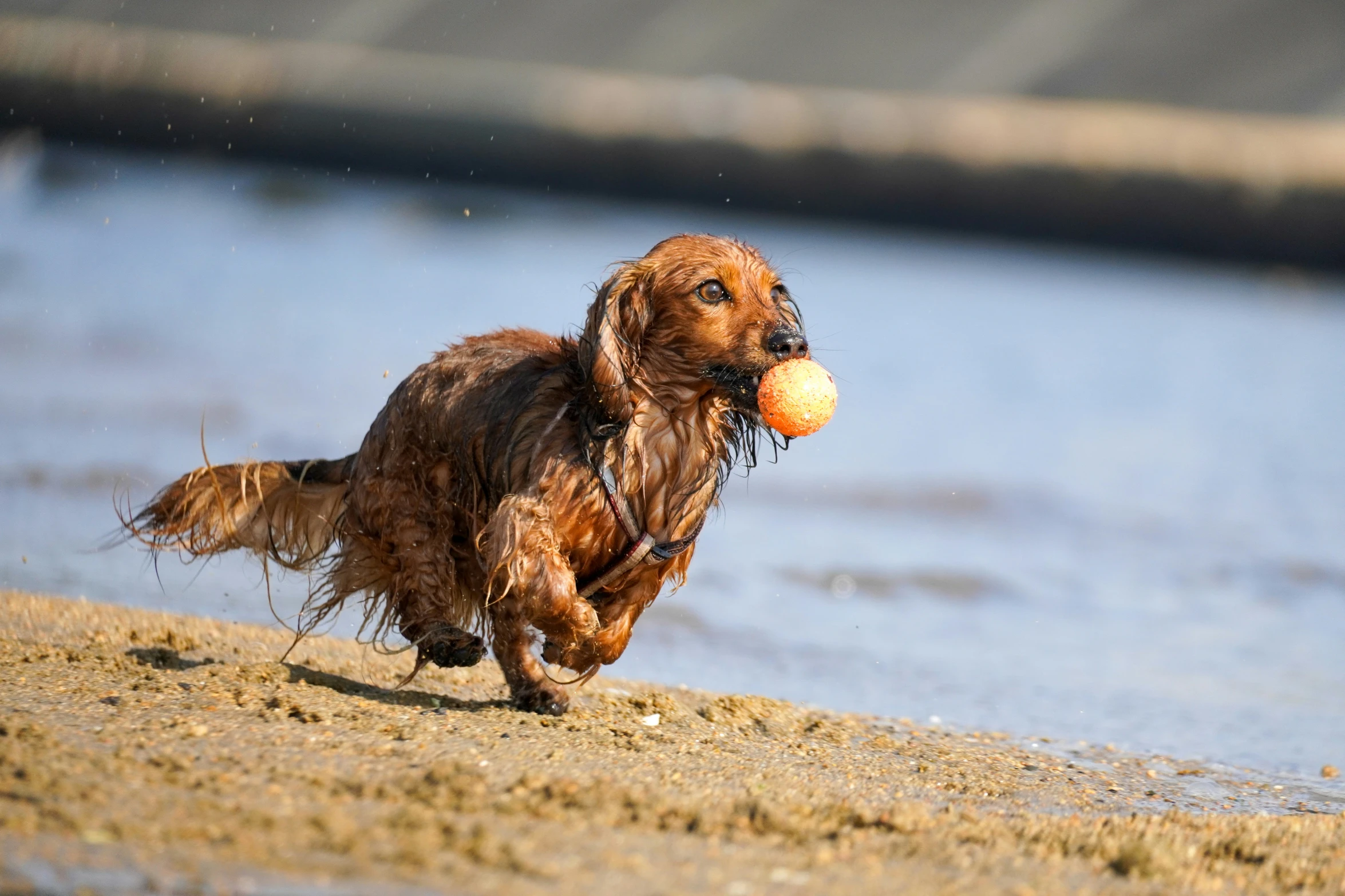 dog carrying a ball in it's mouth on a beach