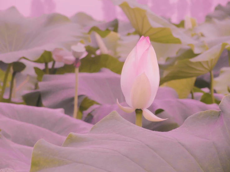 a flower with a large leaf in front of it