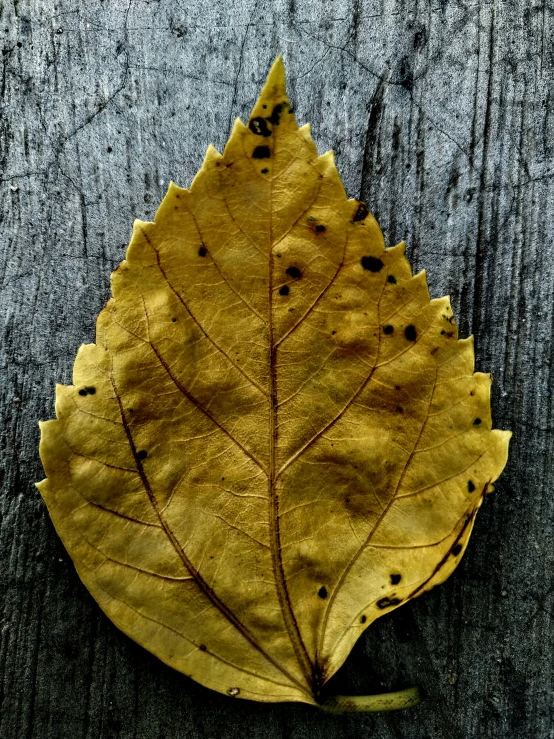 a leaf with brown dots on it is lying on the ground