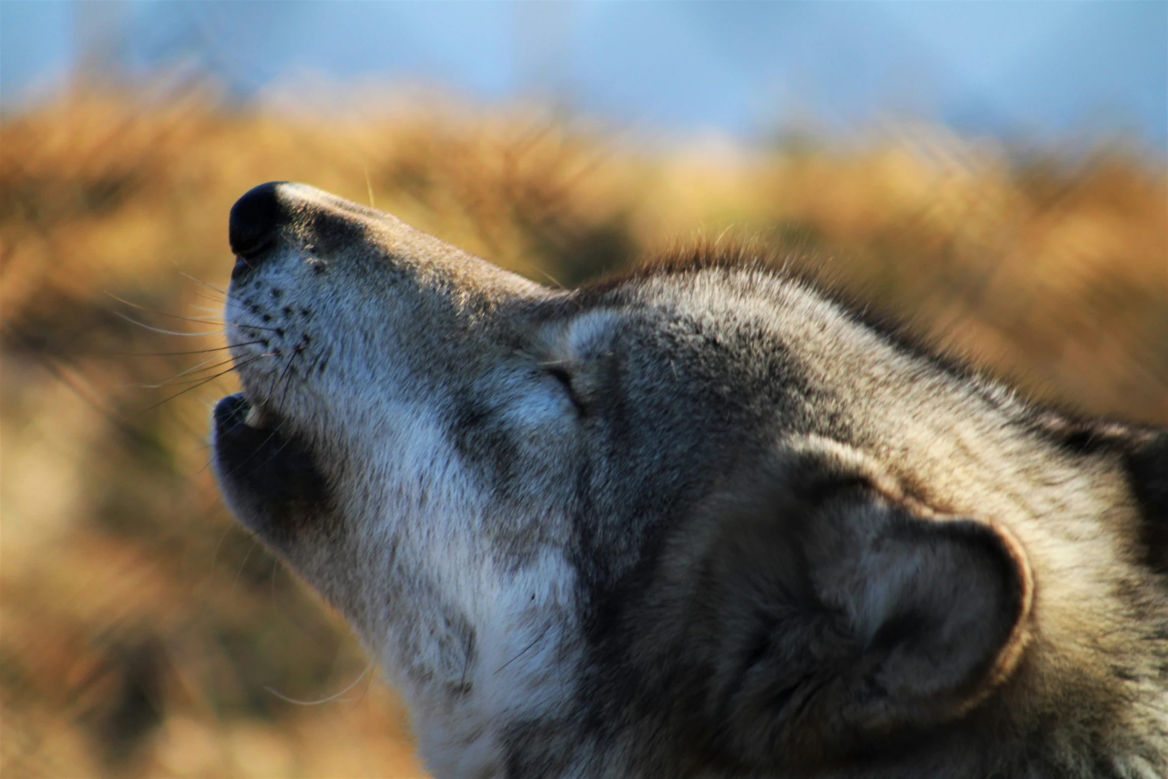 a close up of a dog with its eyes open