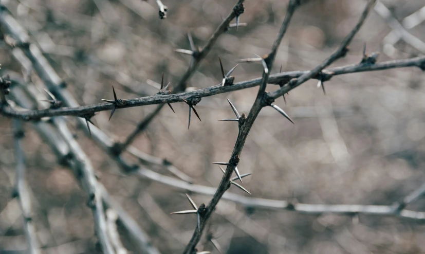 a bunch of spikes hang from a nch