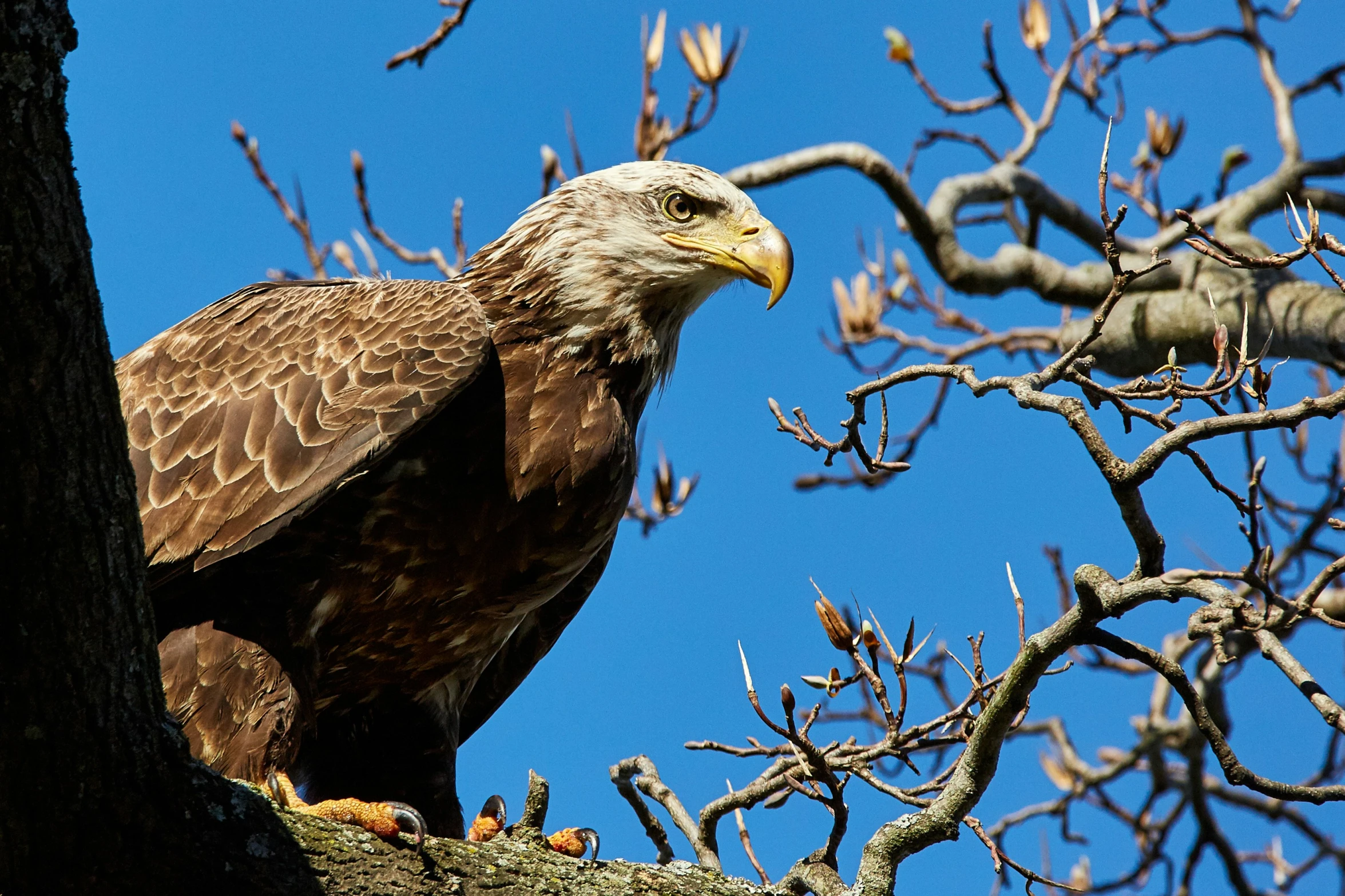 a close up of an eagle sitting on the bark of a tree