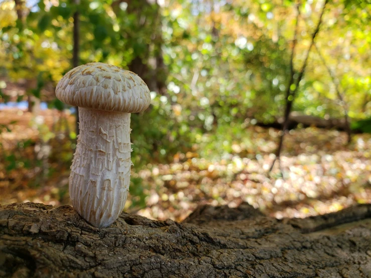 a close up view of two mushrooms growing on trees in the woods