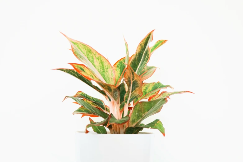 a potted plant with red and green leaves