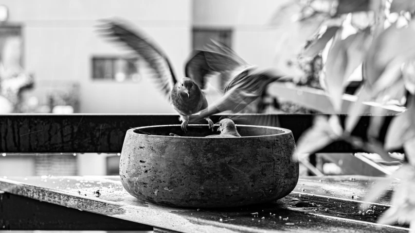 two birds drinking water out of a flower pot