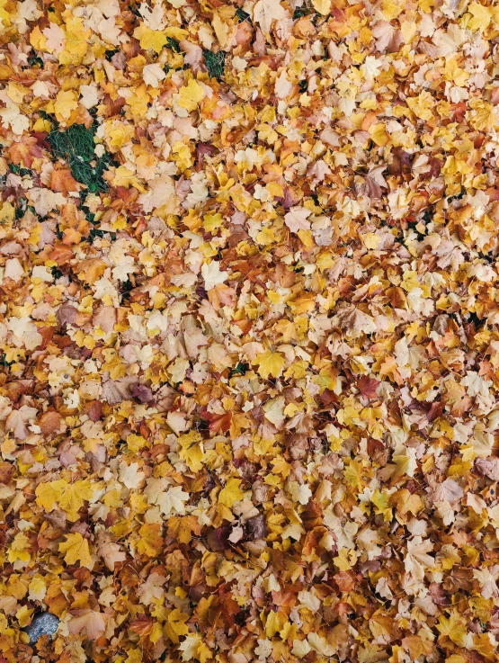 an image of a floor that has yellow leaves