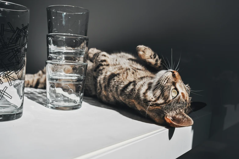 a cat stretching next to a pair of glass drinking glasses