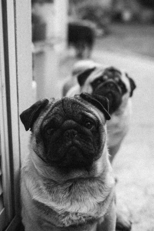 two pug dogs looking in to the same direction