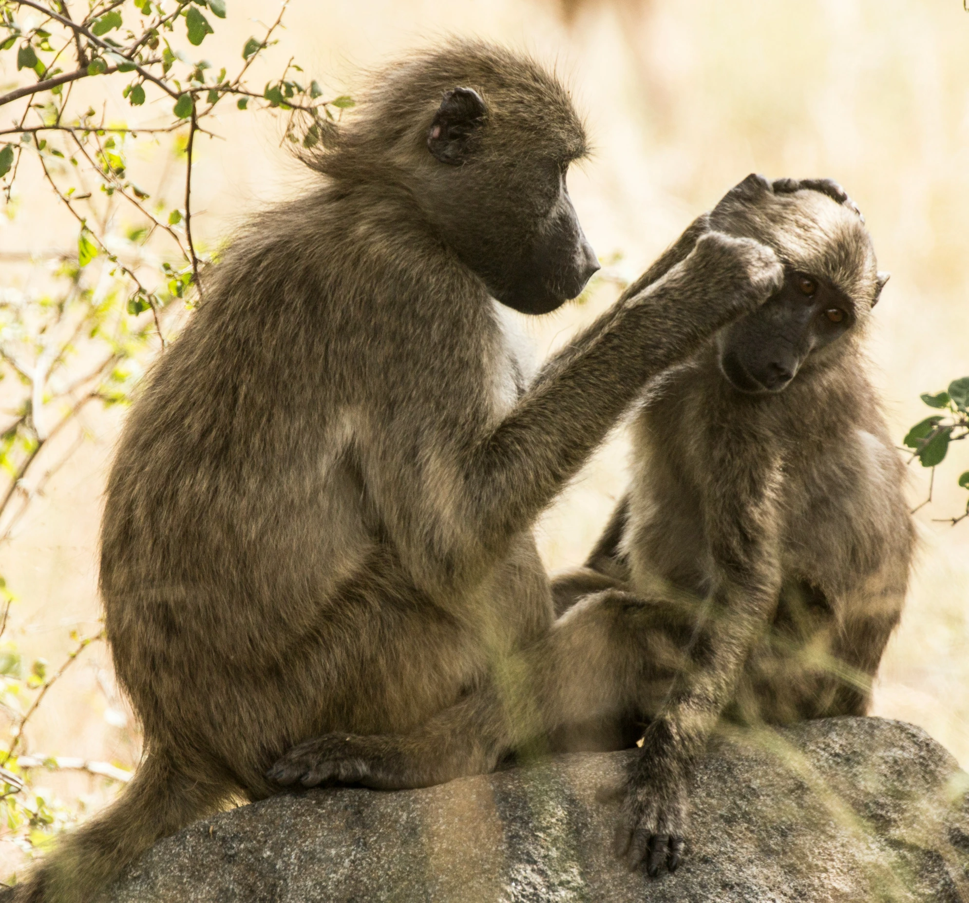 two monkeys sitting on the ground playing with each other