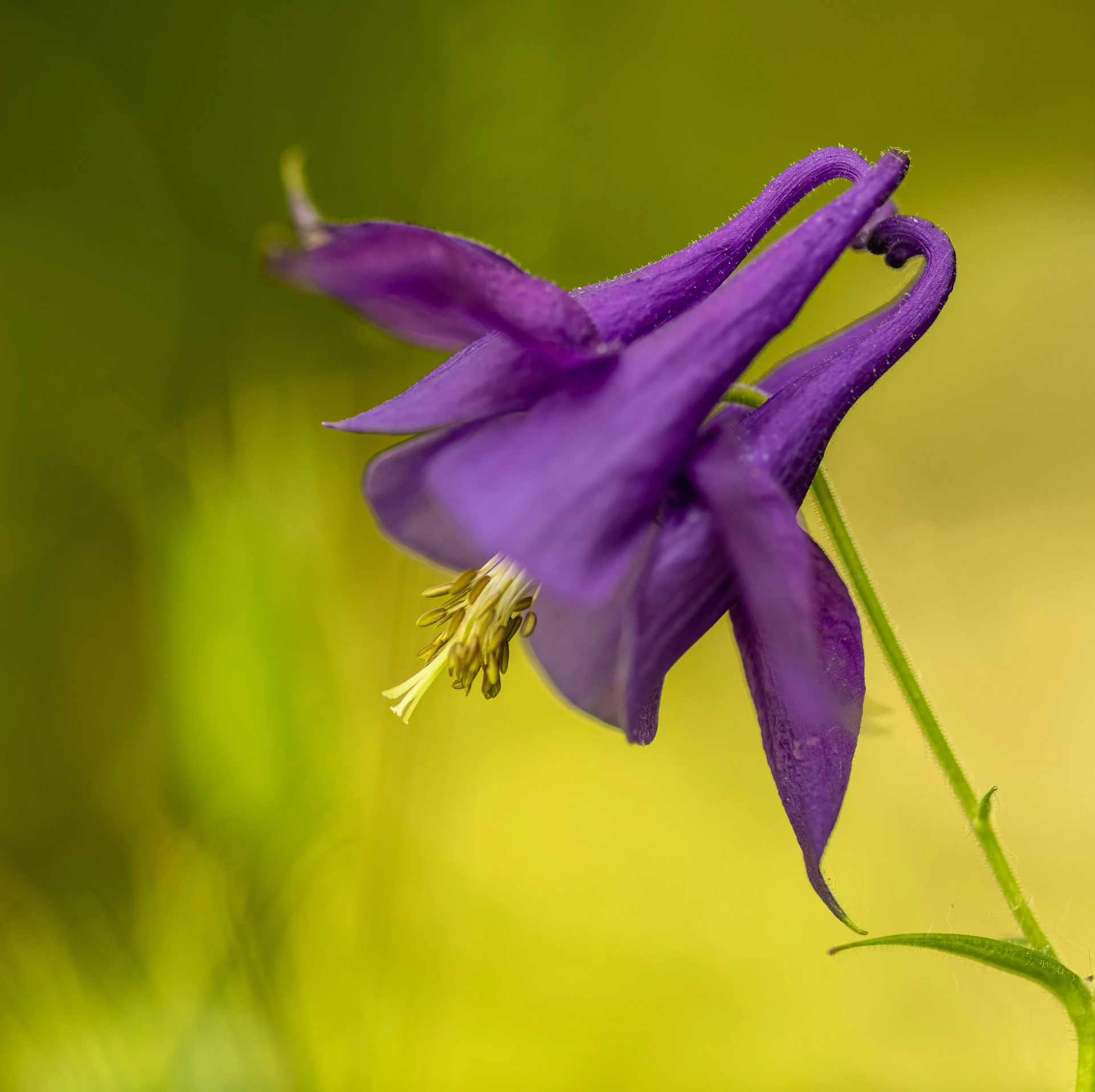 this is a wild flower close up on the outside