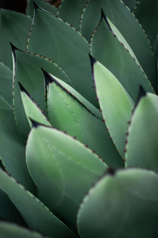 an unusual plant has green leaves and white flower petals