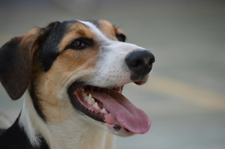 a dog has his tongue out while staring ahead