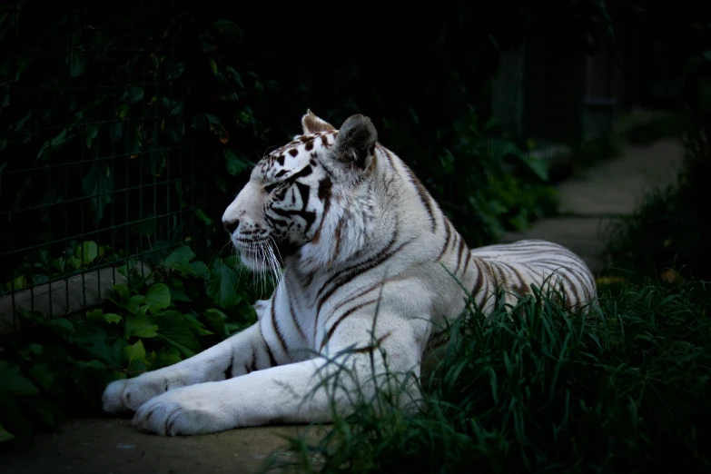 a white tiger sitting on the ground with his eyes closed