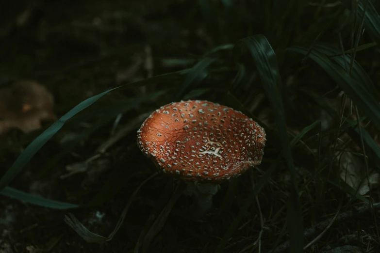 a small white and red mushroom on the ground