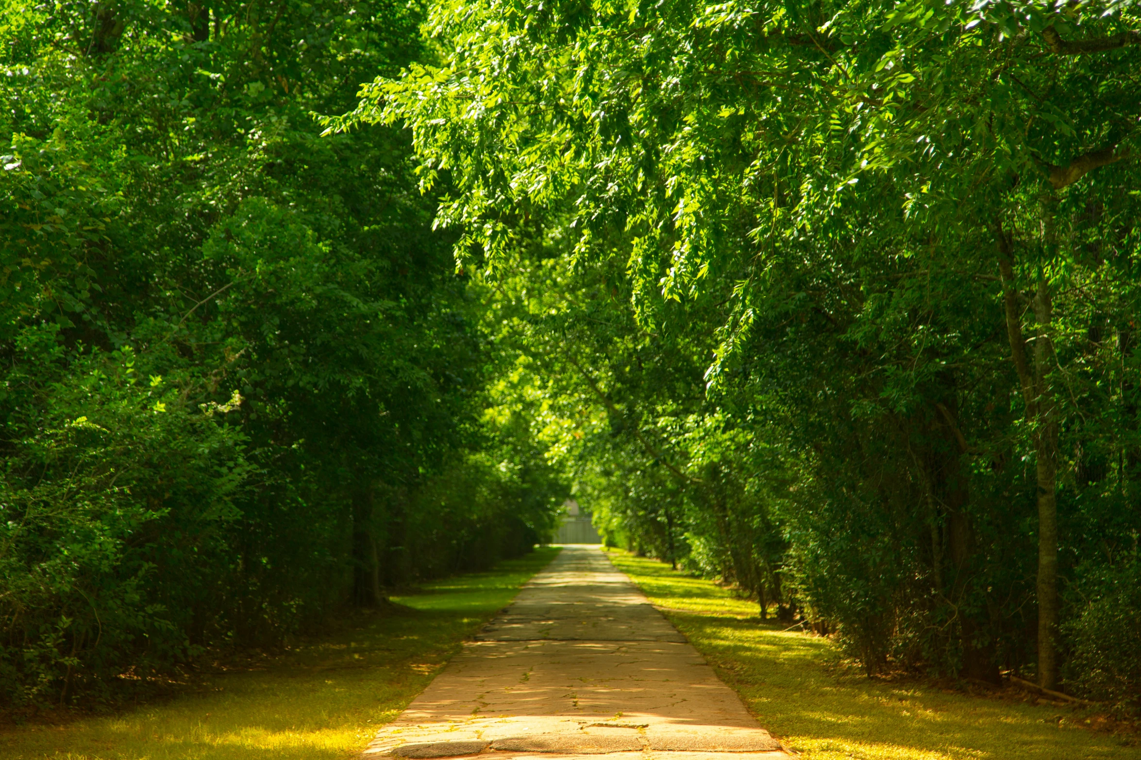 a trail lined by trees and green leaves